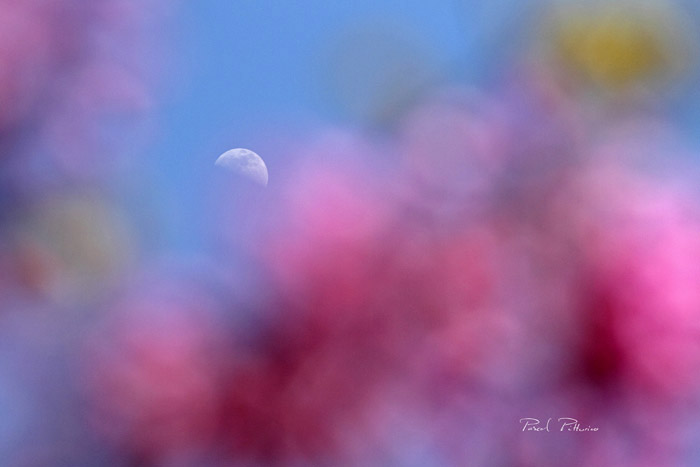 Lune à travers les fleurs - Photo Pascal Pittorino